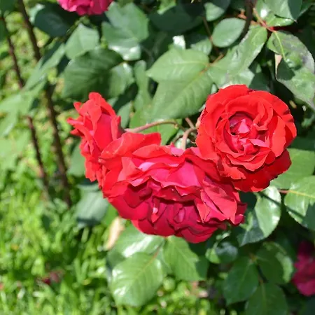 Bella Vista * 圣多米尼卡