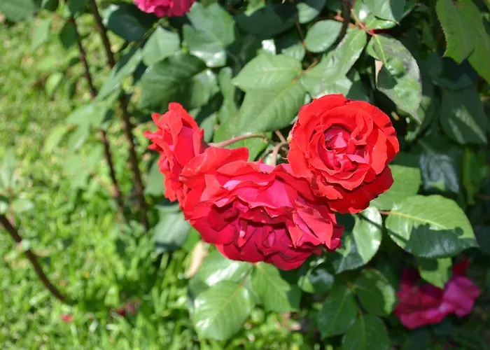 Bella Vista * סנטה דומניקה